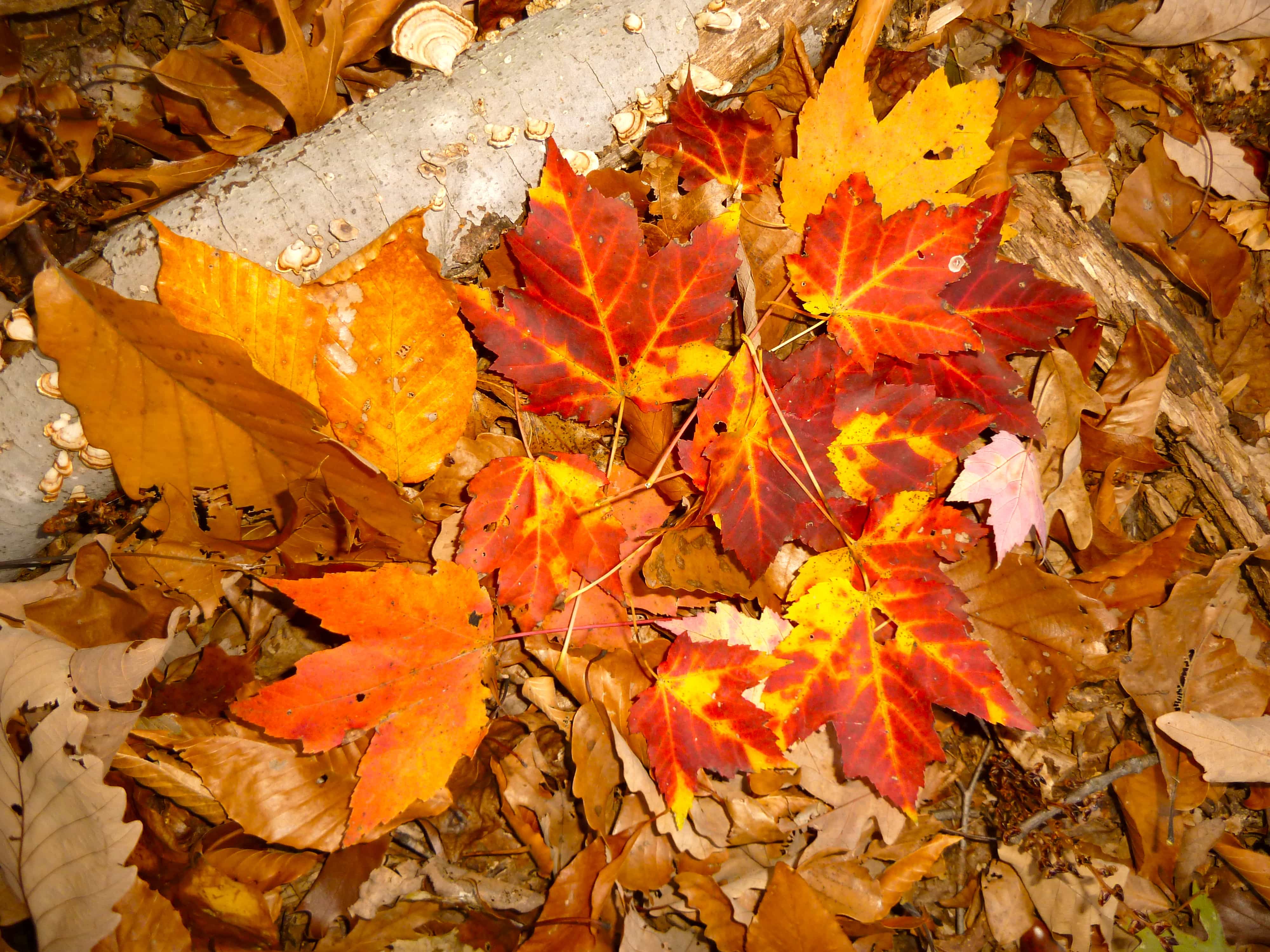 Why Do Leaves Change Colors in the Fall?