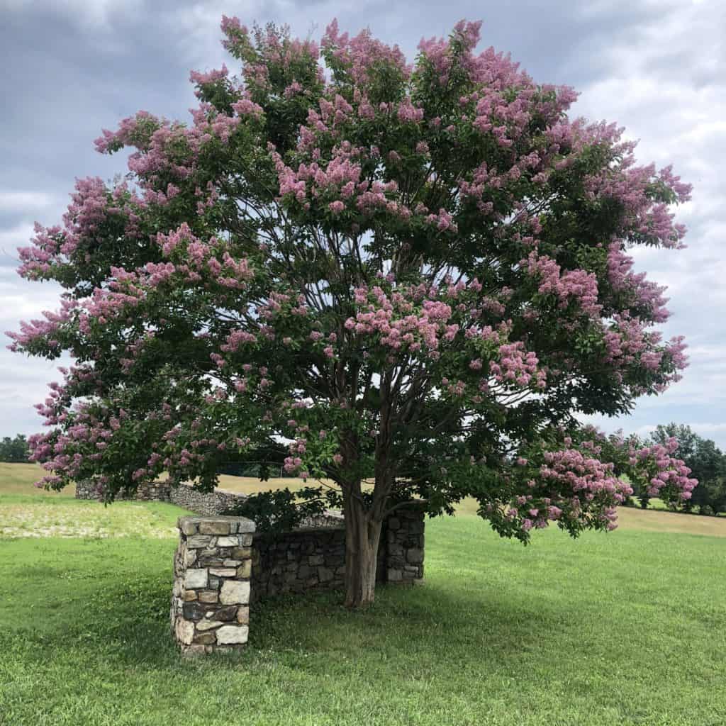 Crepe Myrtle - genus Lagerstroemia ~ Types of Trees