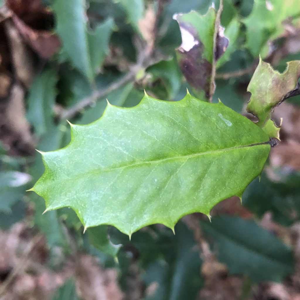 Holly trees ~ genus Ilex L. ~ Vic's Tree Service ~ Types of Trees