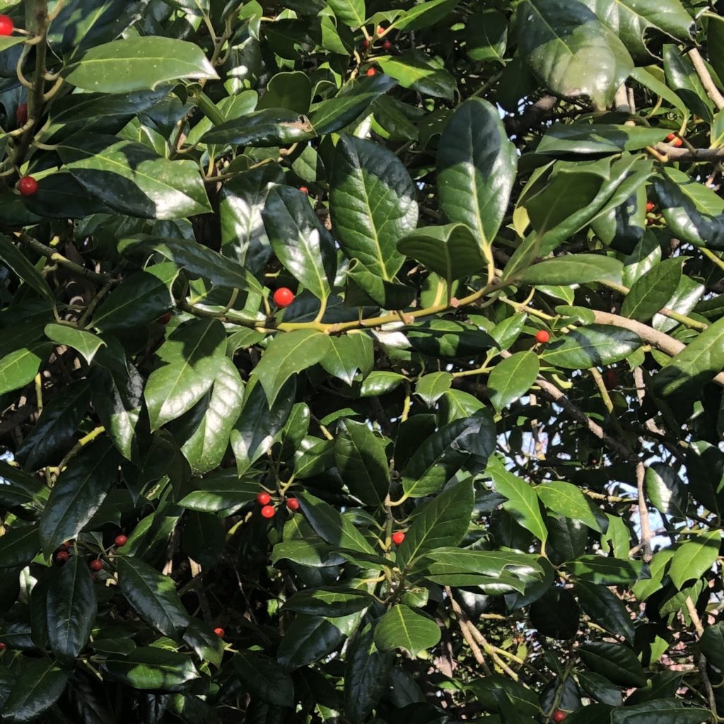 Holly Trees Genus Ilex L Vic S Tree Service Types Of Trees