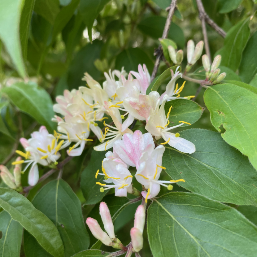 japanese-honeysuckle-invasive-species-vic-s-tree-service