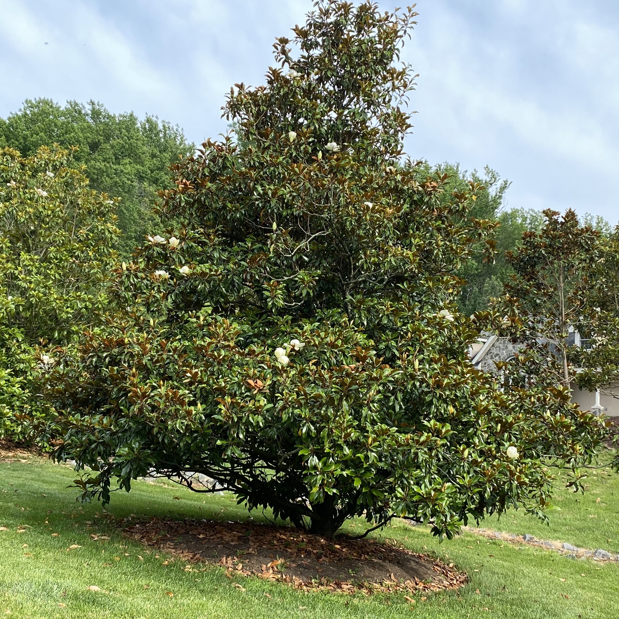 Magnolia-tree