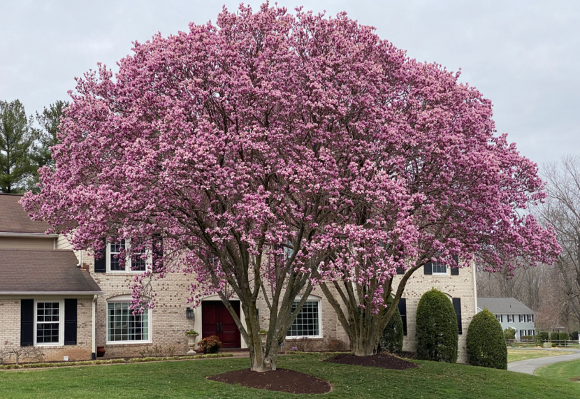 Saucer Magnolia Magnolia x soulangeana Vic's Tree Service