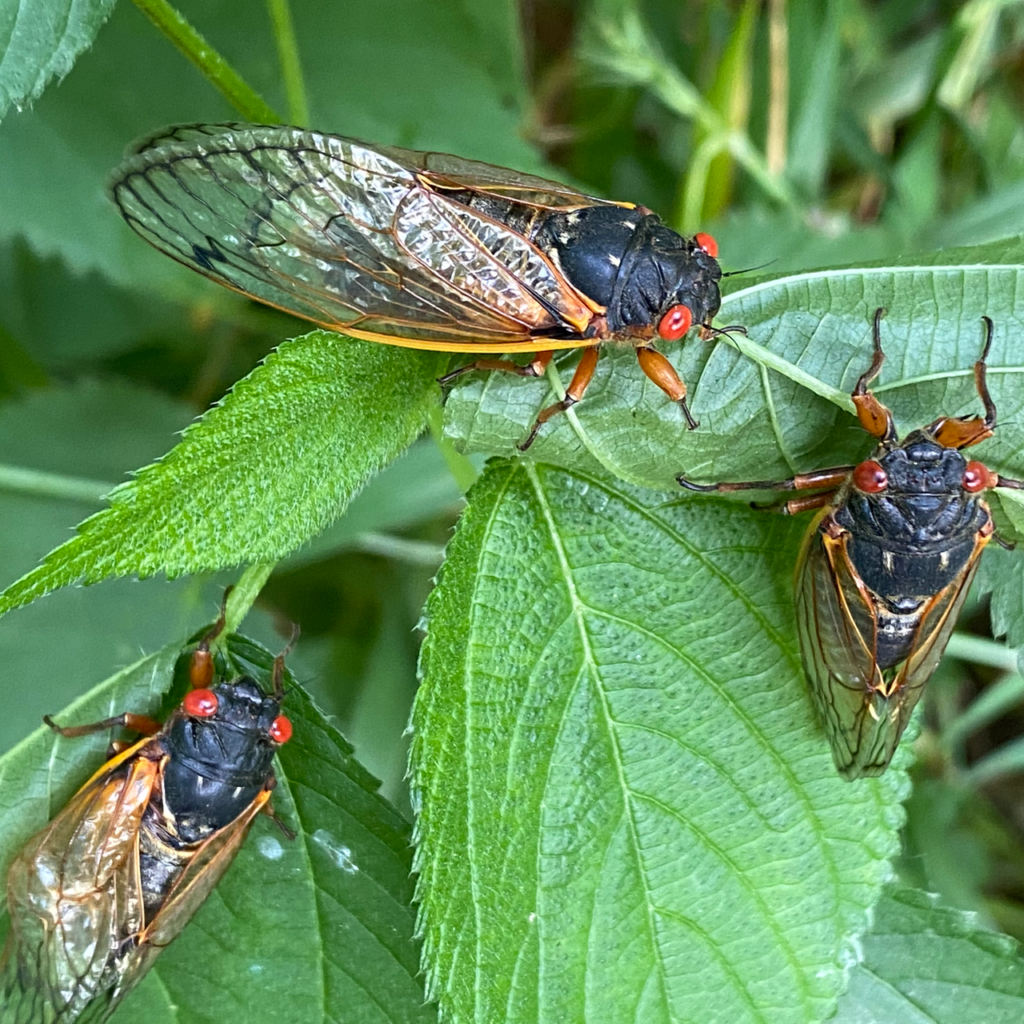Cicadas Brood X in Virginia Vic's Tree Service Wildlife