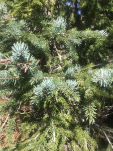 Conifer needles