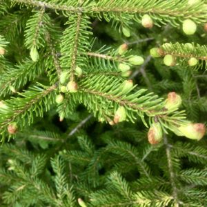 Conifer needles