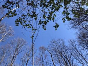 Hole in canopy.