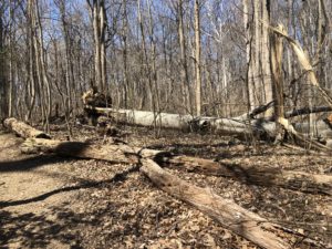 Sequence, fallen tree.