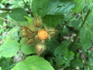 Immature raspberry