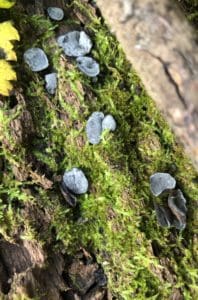 Grey blue colored fungi are uncommon.