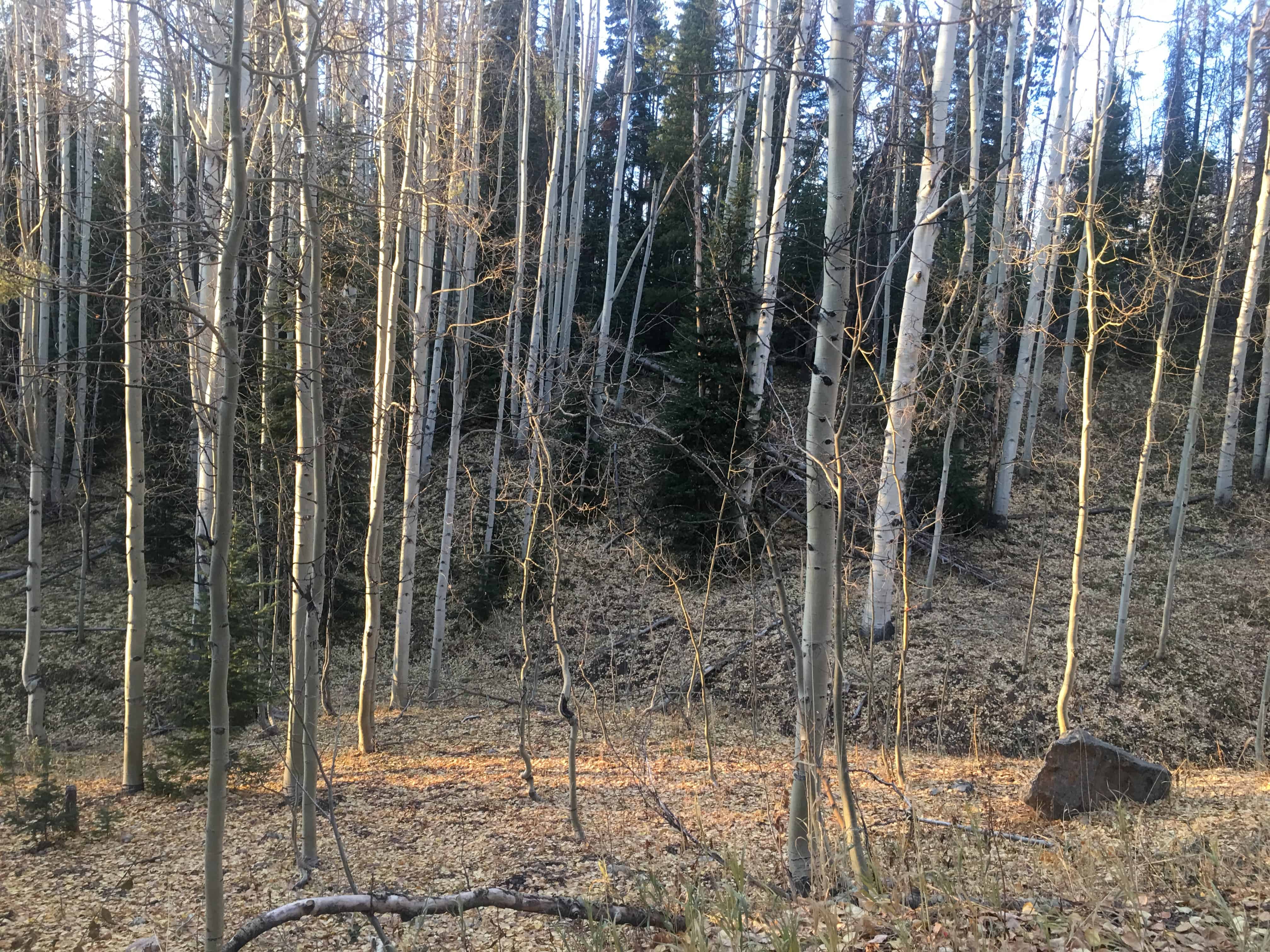 Tall Aspen leaves turning yellow in the fall. 