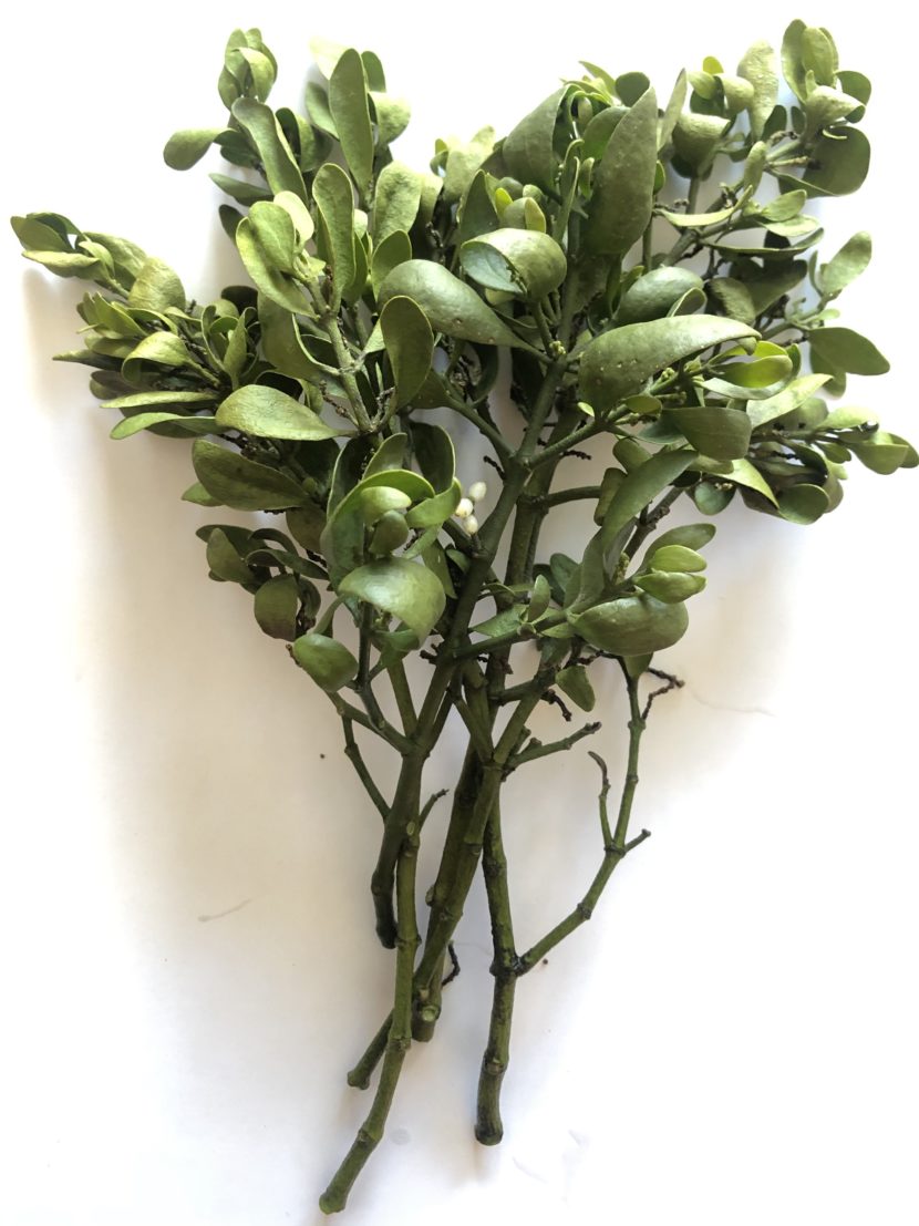 Twigs of mistletoe from a tree in Vienna, VA.