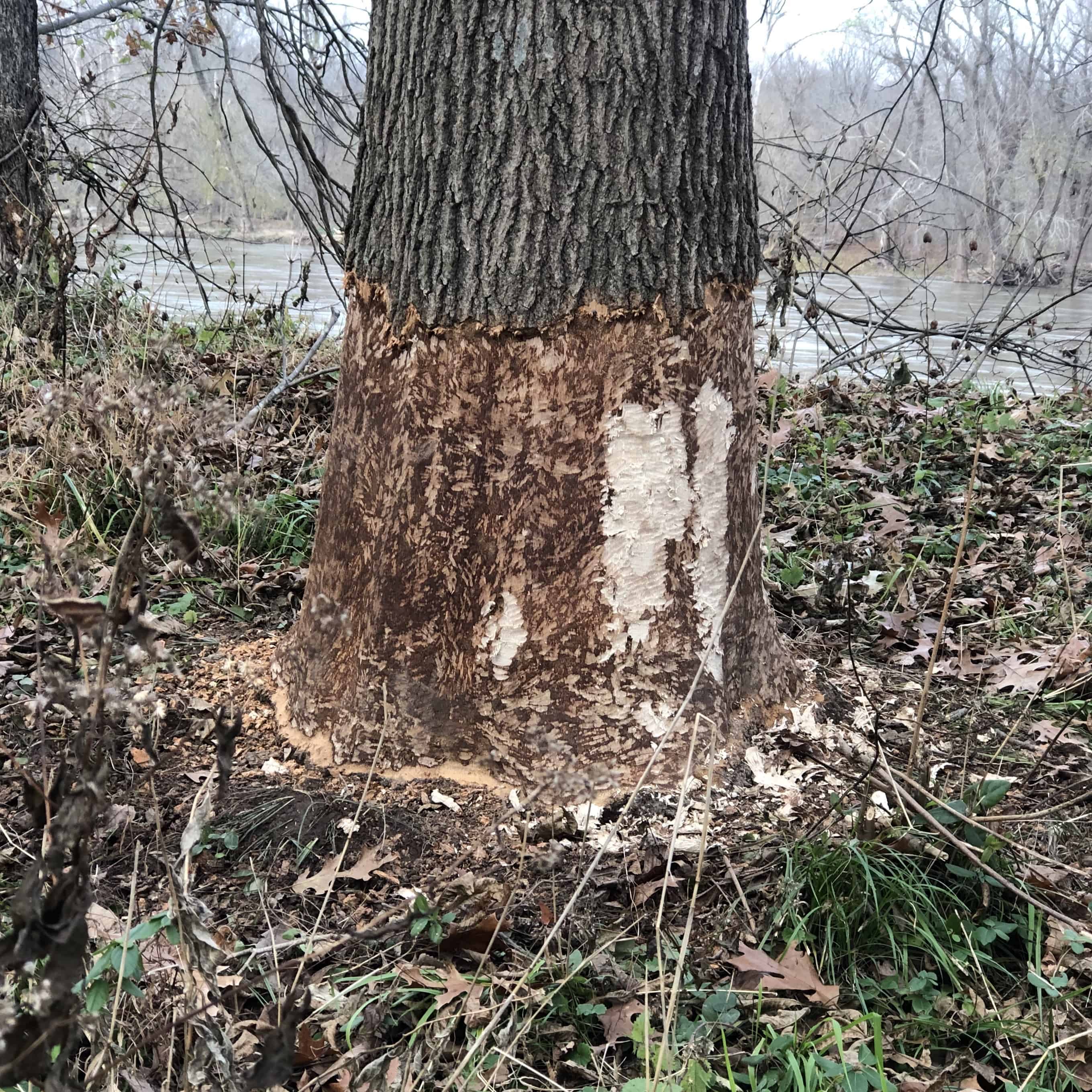 A beaver at work. 