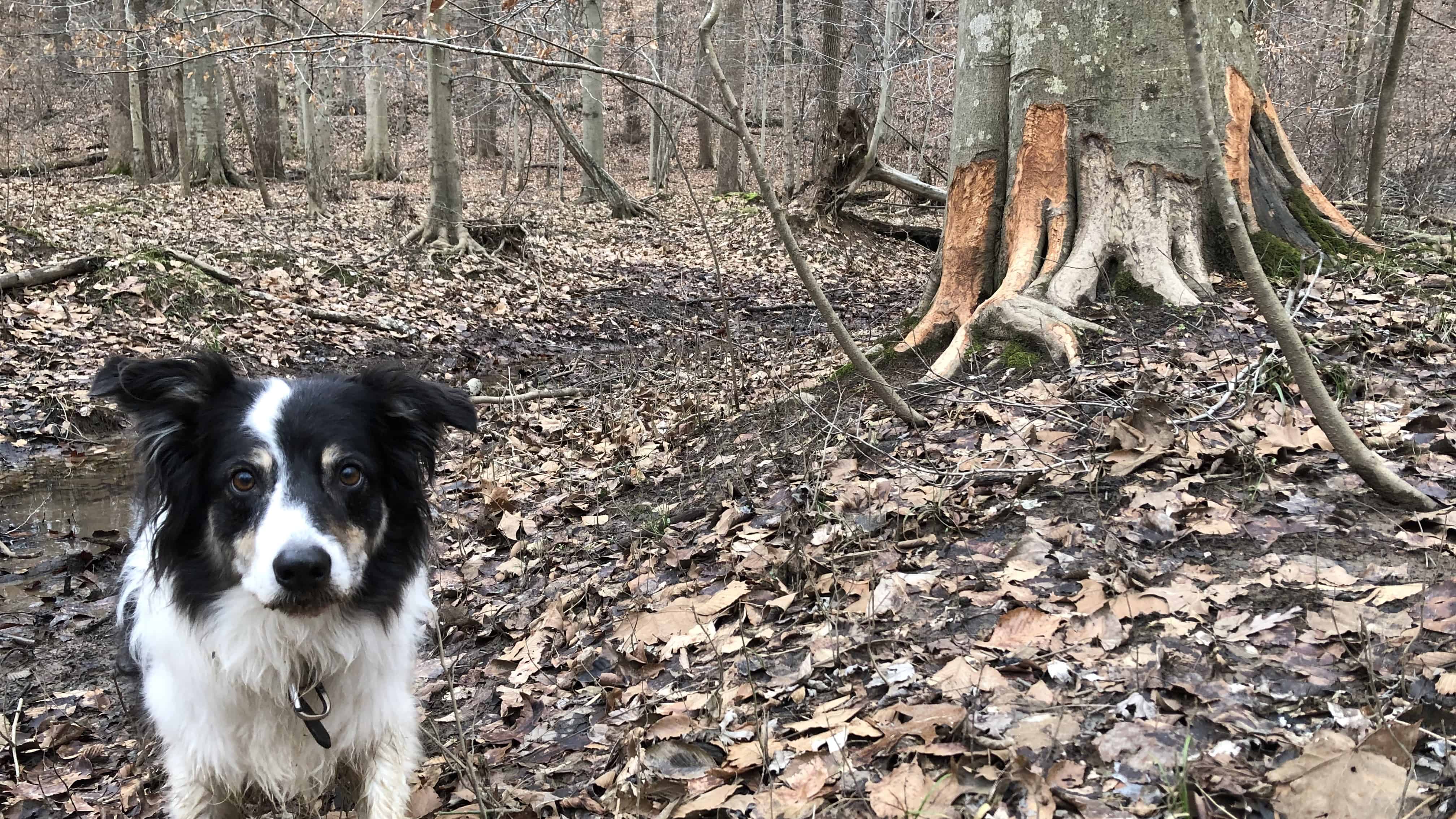 Beavers at work.