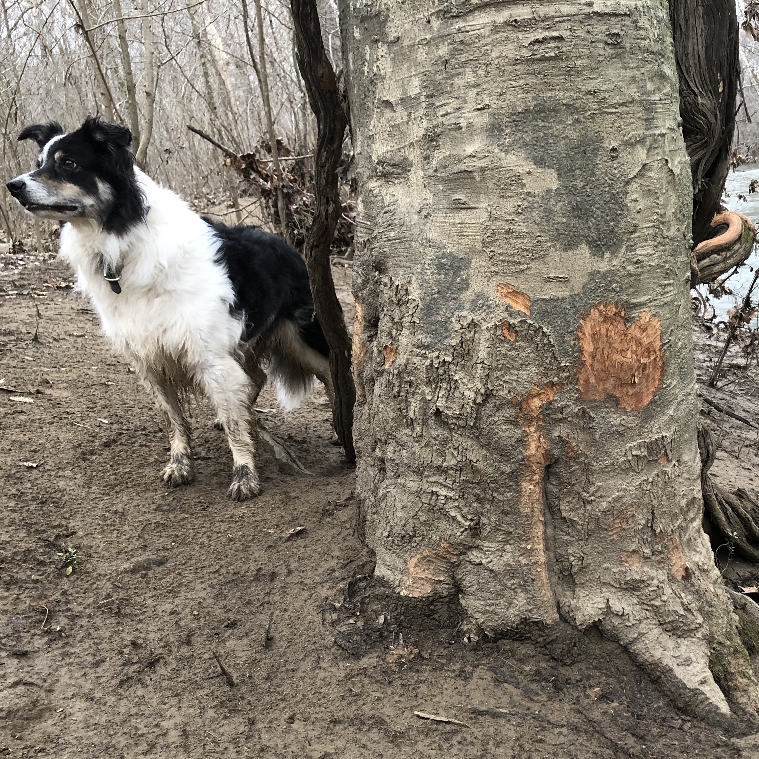 Beaver damage. 