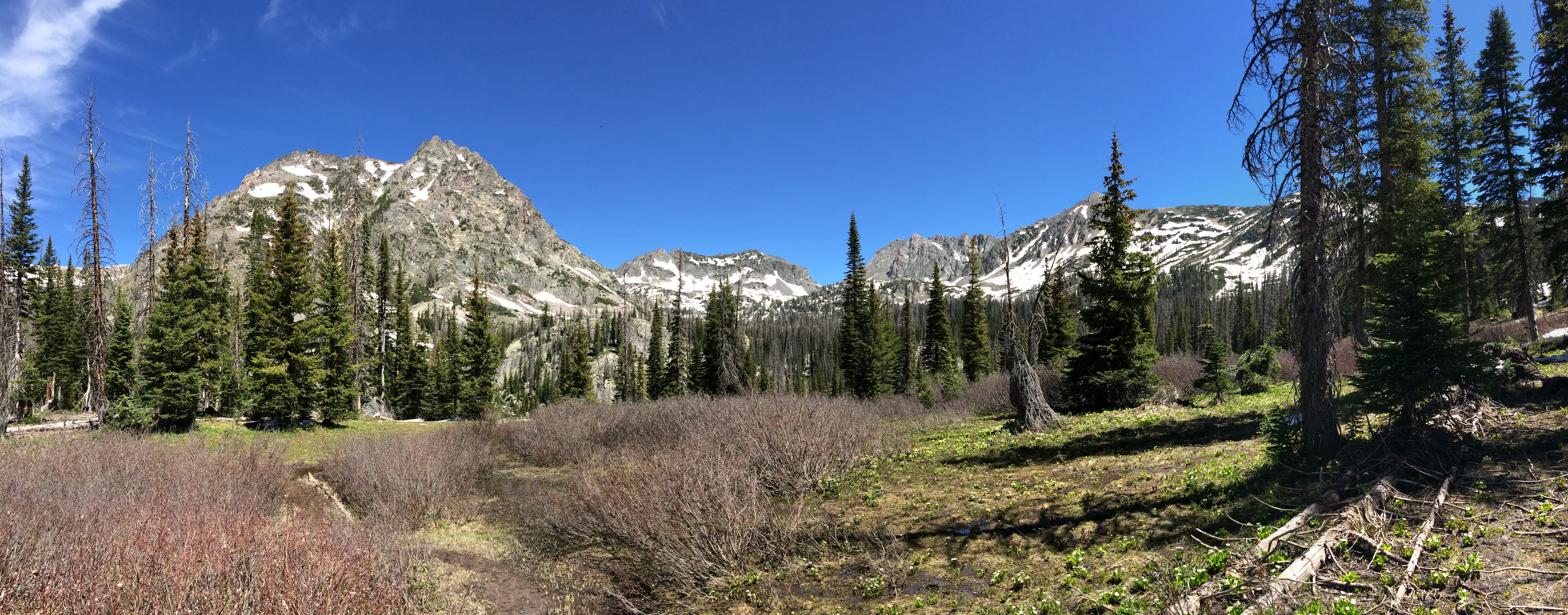 Spruce forest, Ribbon forest, Hiking