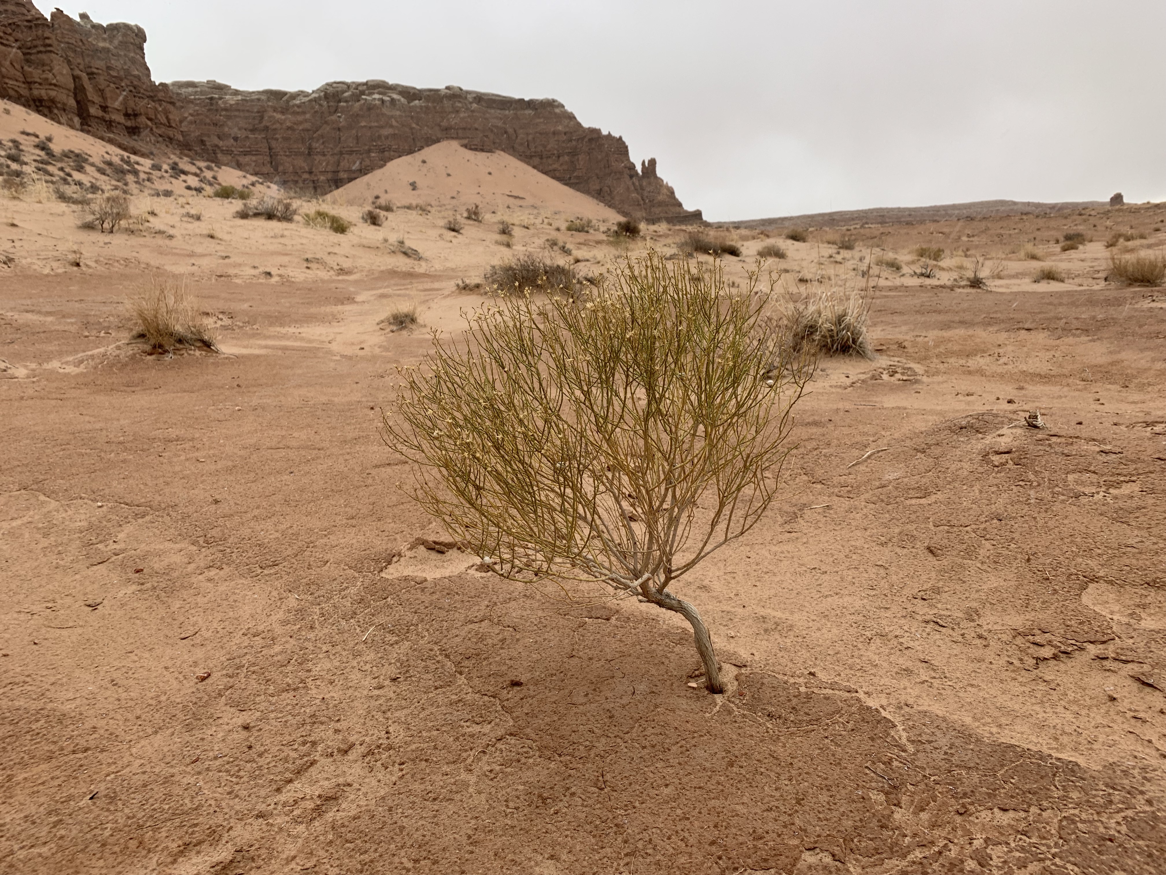 bush, tree, tea, shrub