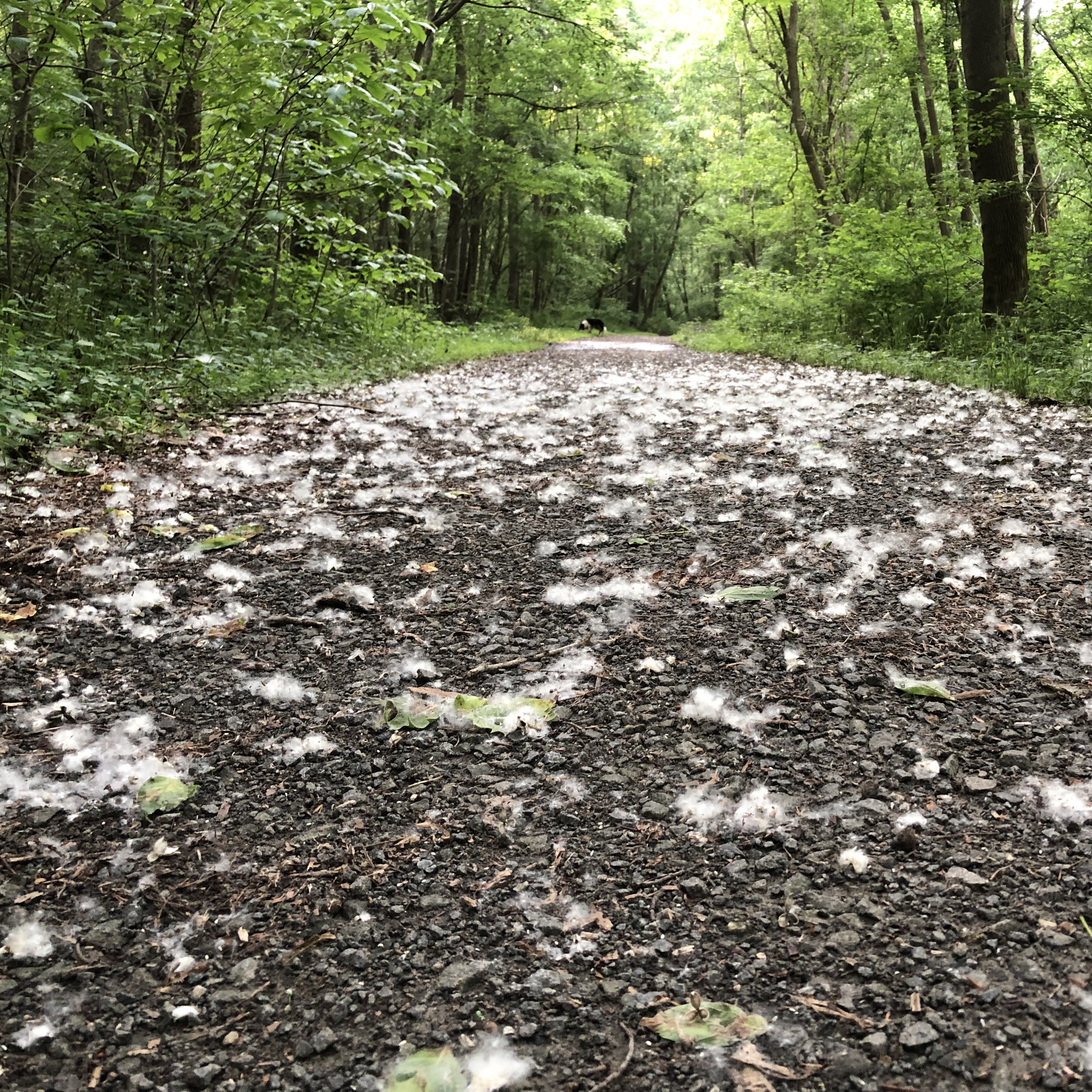 Forest therapy or forest bathing in Northern, VA