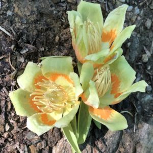 Spring Flowering Trees Tulip Poplar