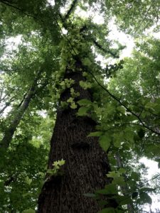 Large Tulip Poplar tree in Great Falls, VA