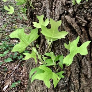 Immature Tulip Poplar leaves and bark