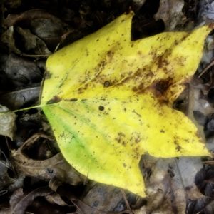 Fall colors on a Tulip Poplar leaf.