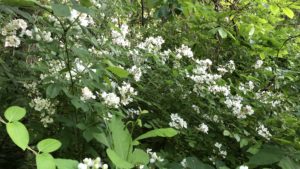 Bramble flowers