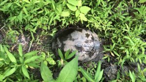 Snapping turtle hiding in the grass.