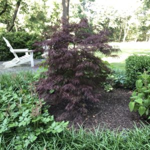 Japanese Maple small & upright