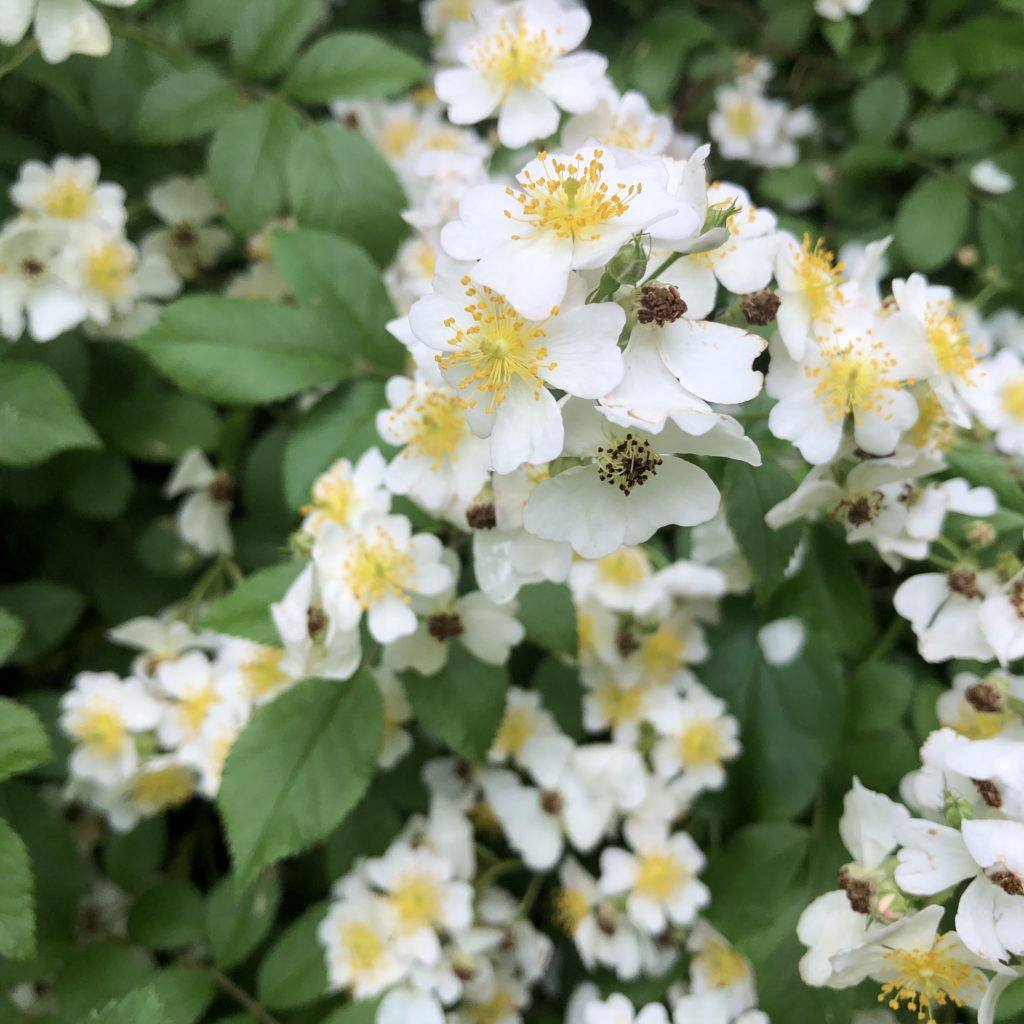 Bramble Bushes ~ Vic's Tree Service~