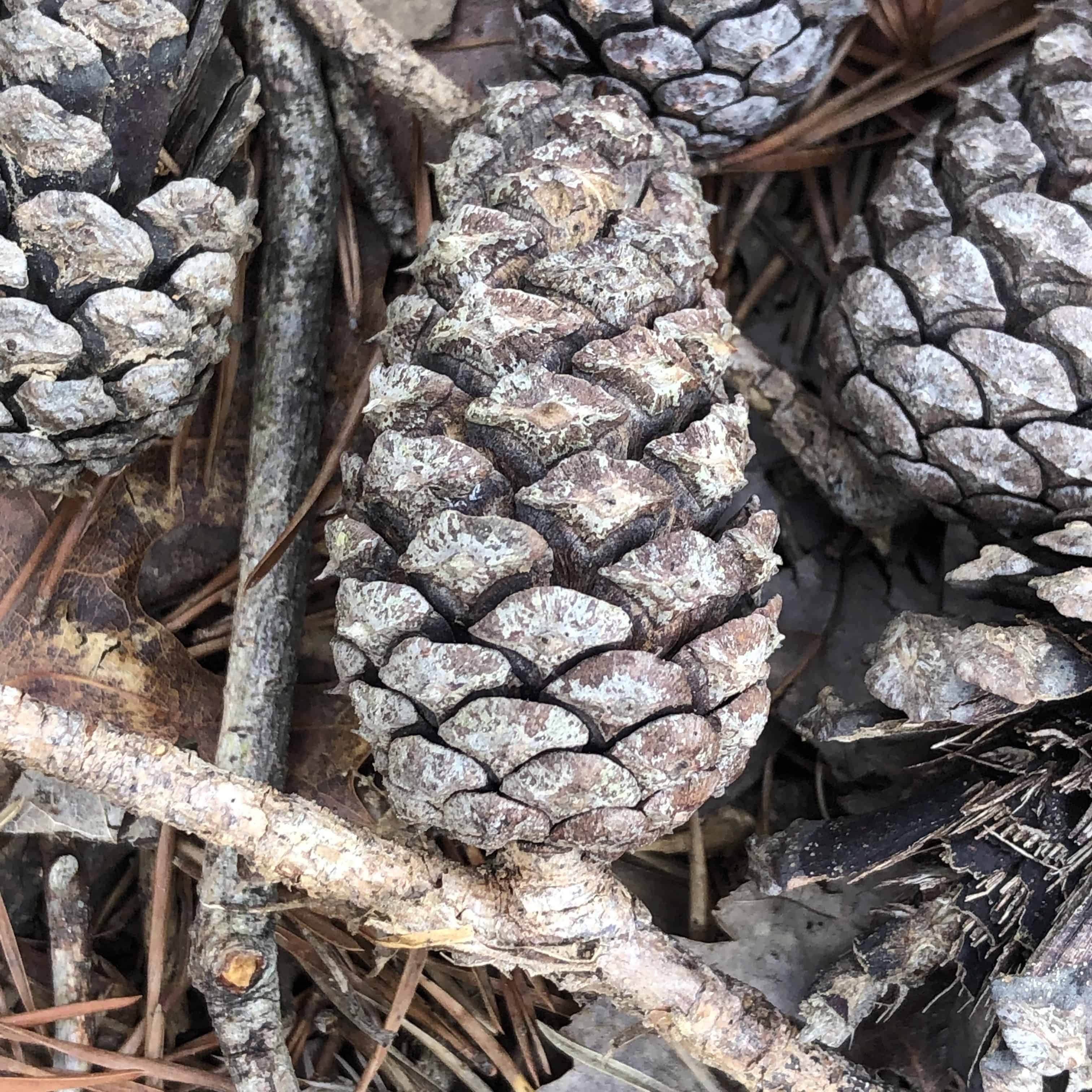 Pine cone from the desert in Utah. 