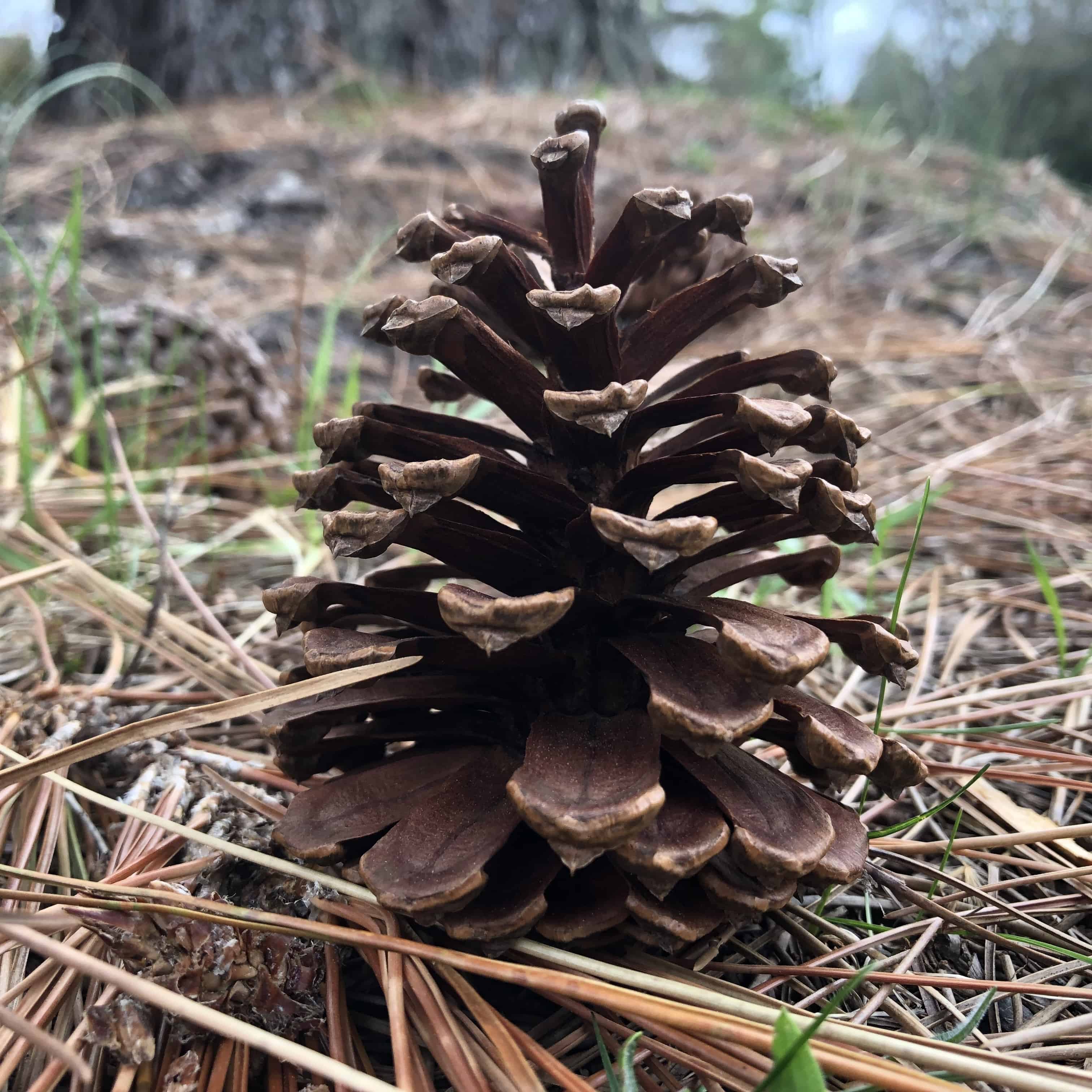 Virginia pine cone