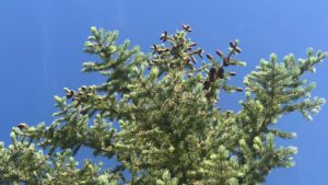 Fertilized and unfertilized pine cones.