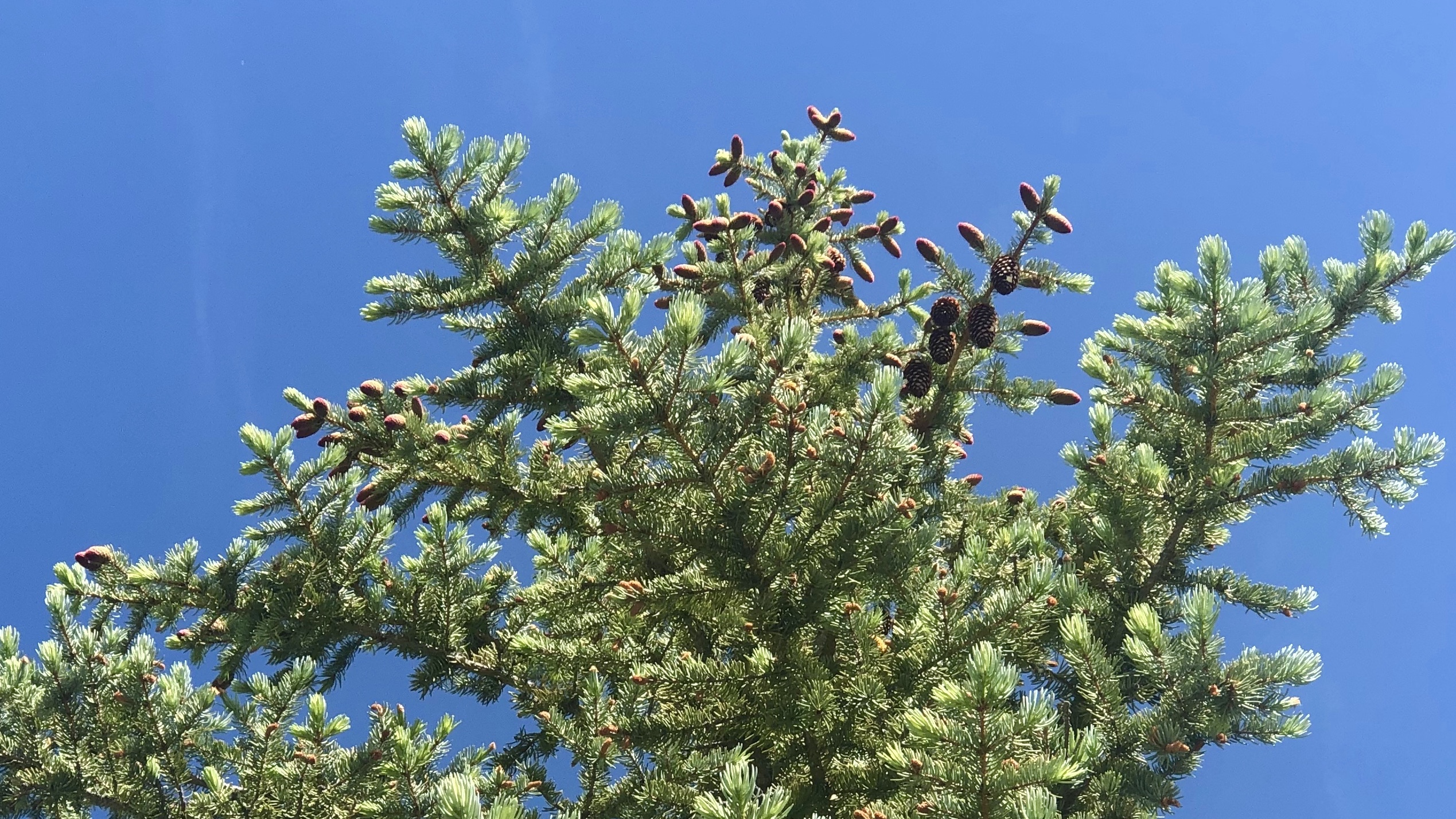 Fertilized and unfertilized pine cones. 