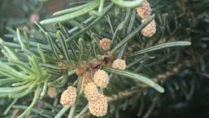 The male pine cone or pollen producing part of a conifer.