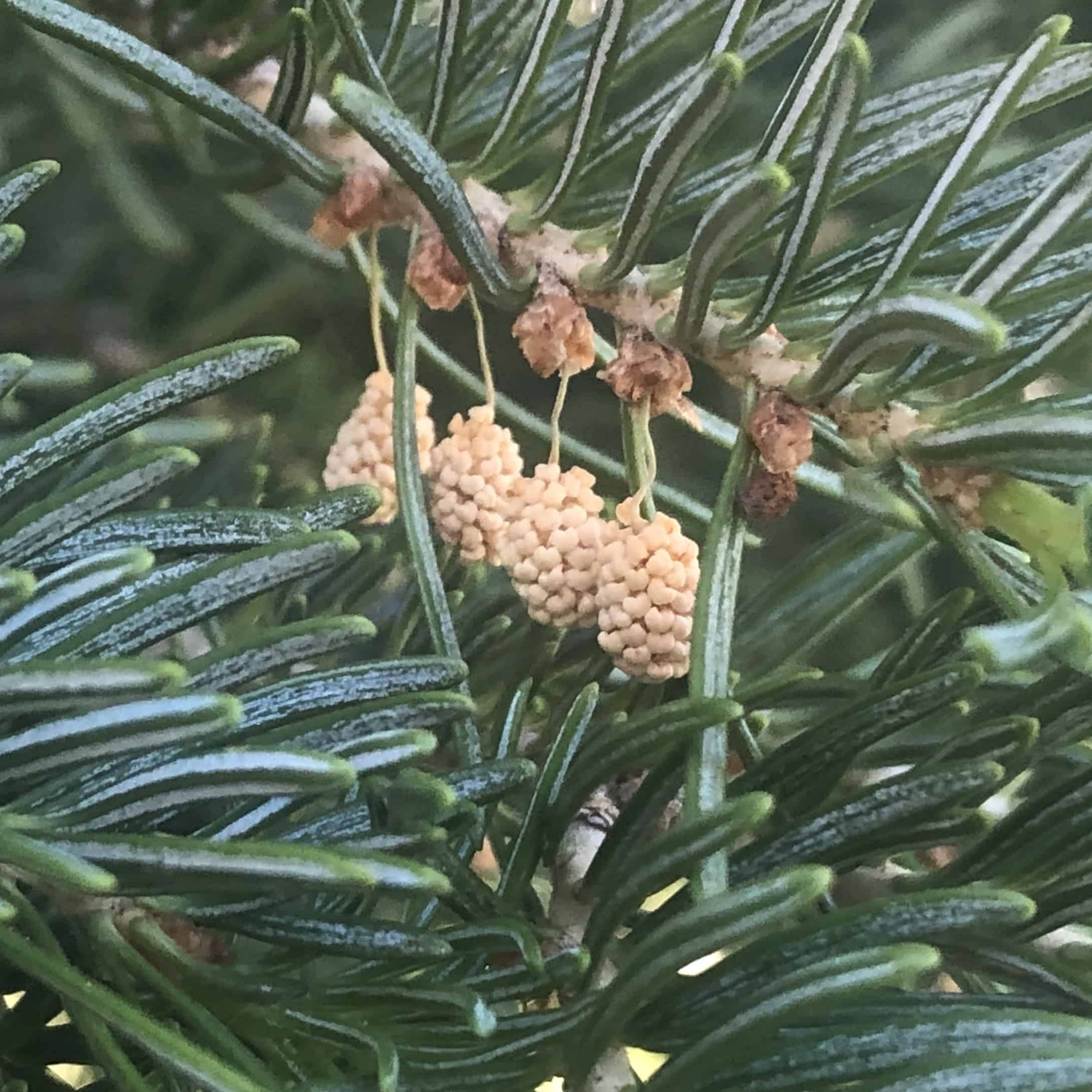 The male pine cone or pollen producing part of a conifer.