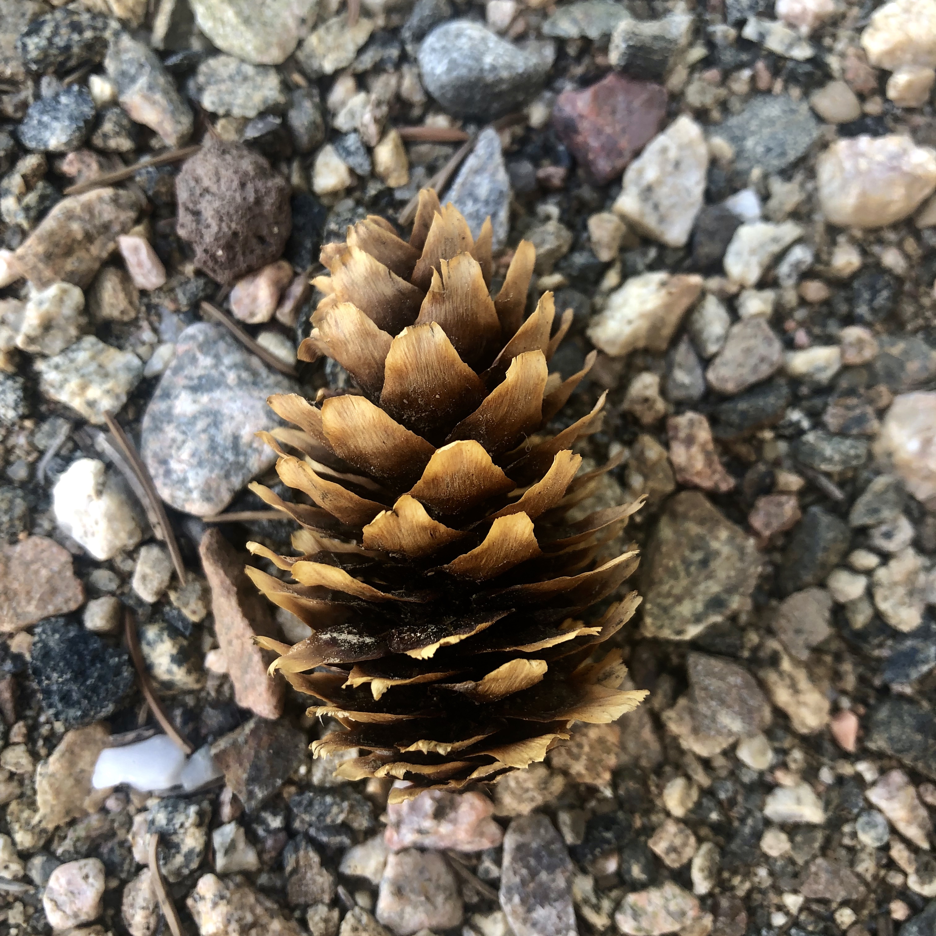 Colorado pine cone