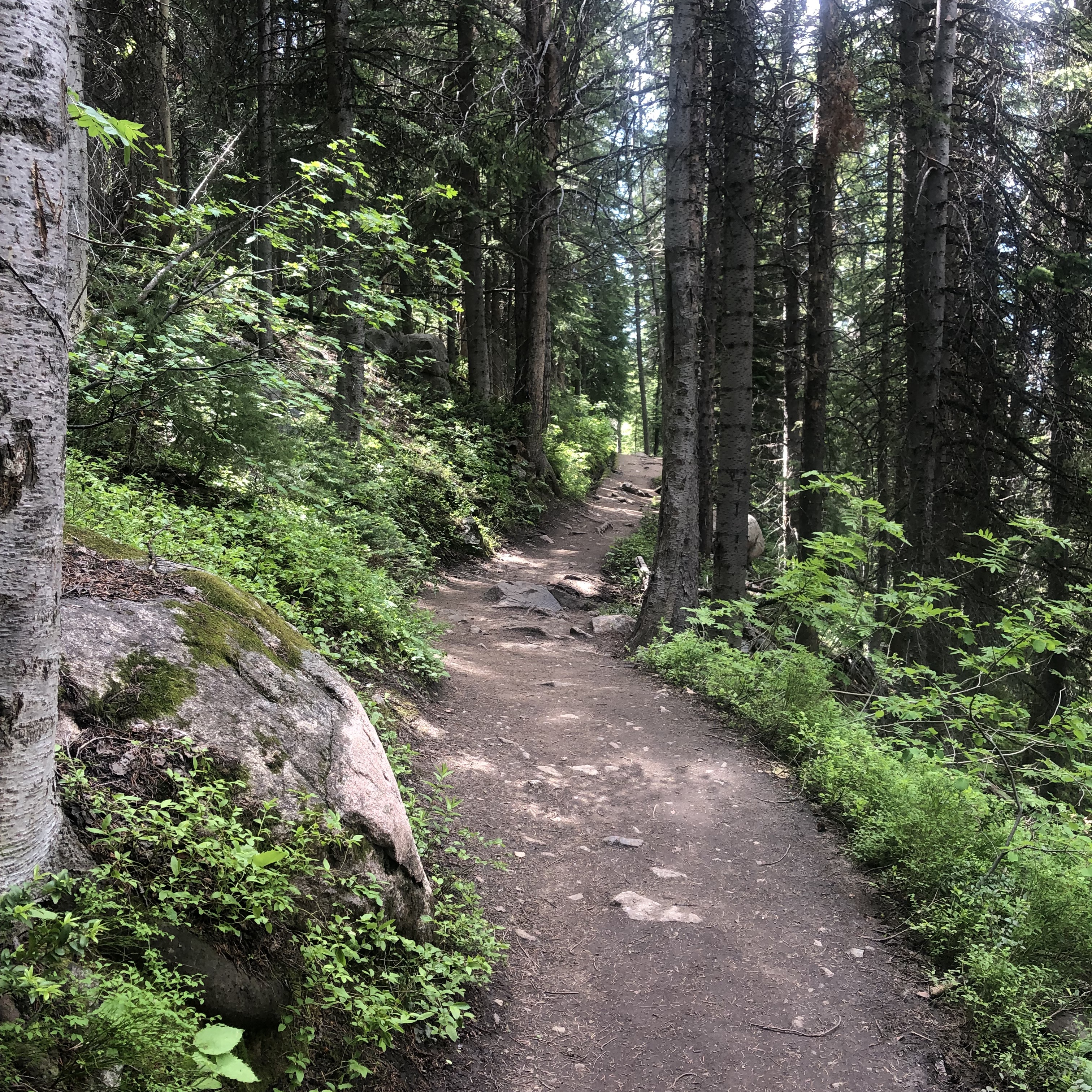 Well worn trail in Steamboat Springs CO