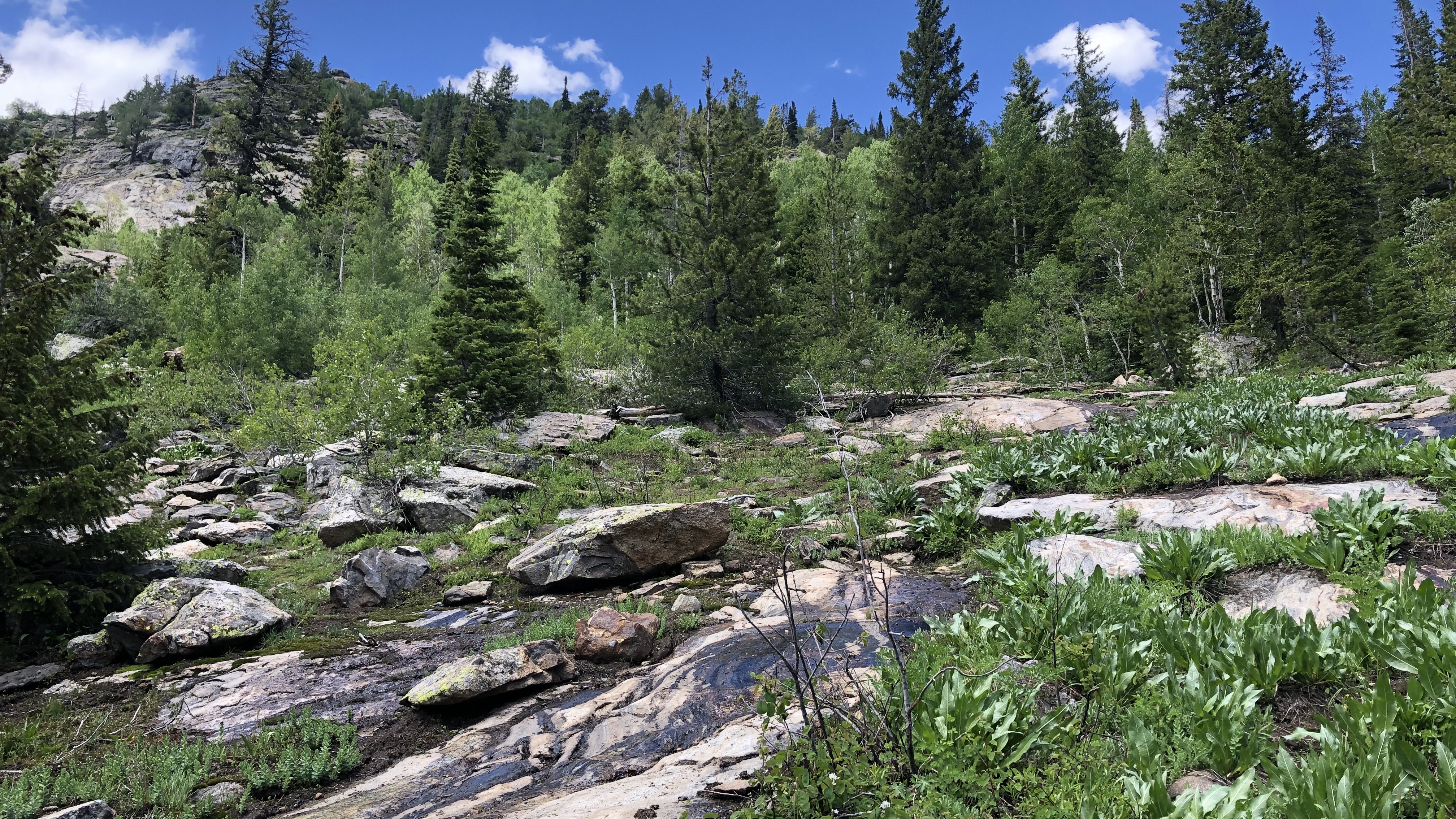 Hillside above the 2nd falls.