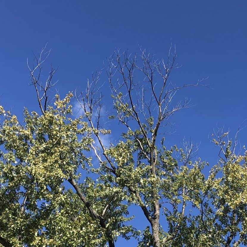 Deadwood in a tree in Herndon, VA