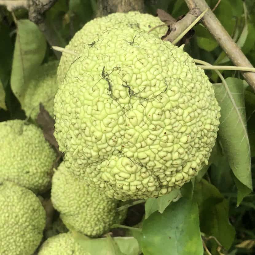 Fall fruit osage orange