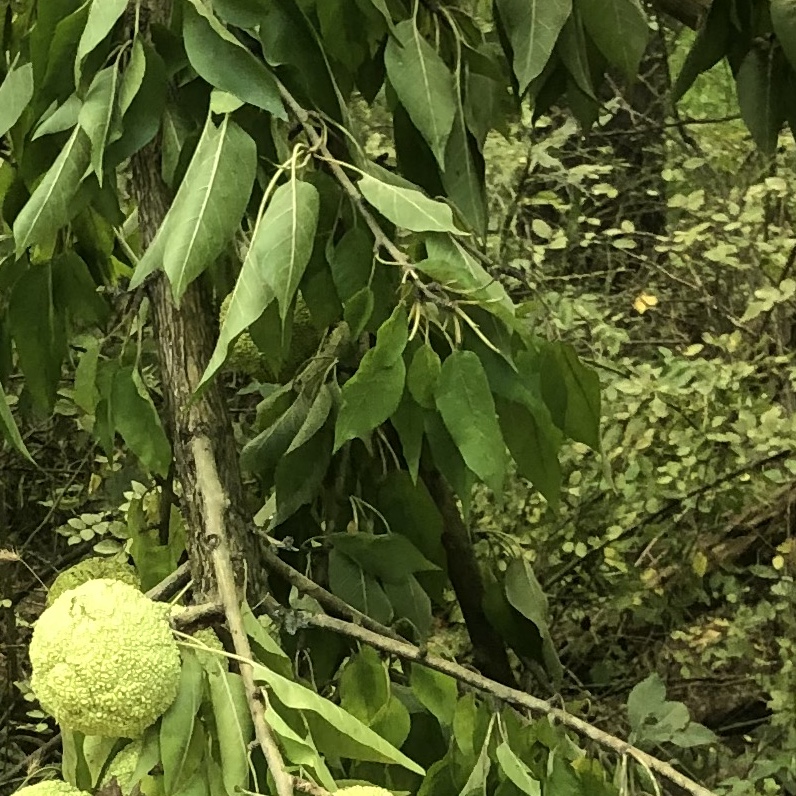 Osage Orange Maclura Pomifera Types Of Trees 6023