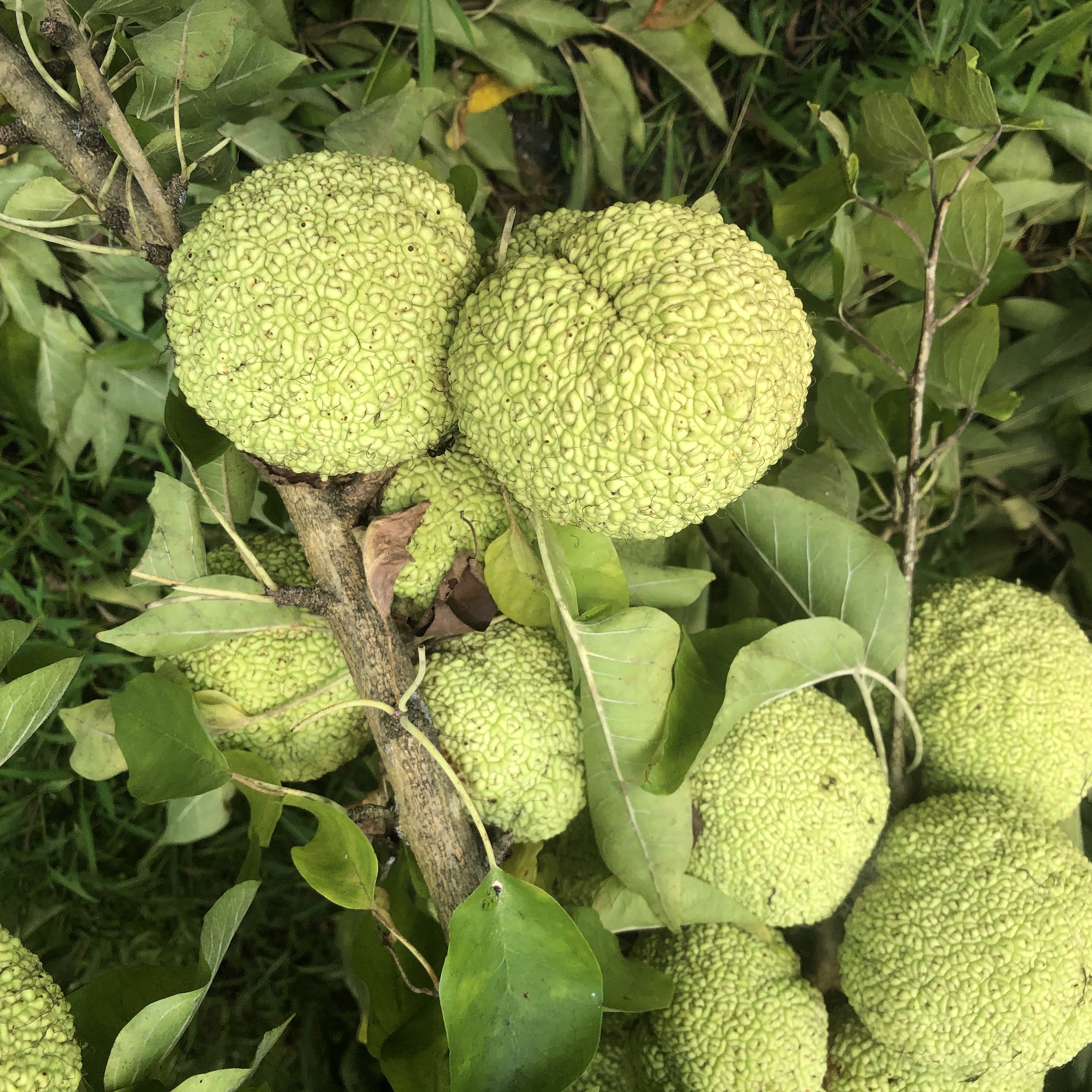 Cluster of Osage Oranges