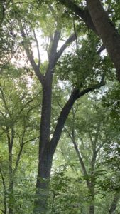 Upper half of the largest walnut tree we have seen in Great Falls.