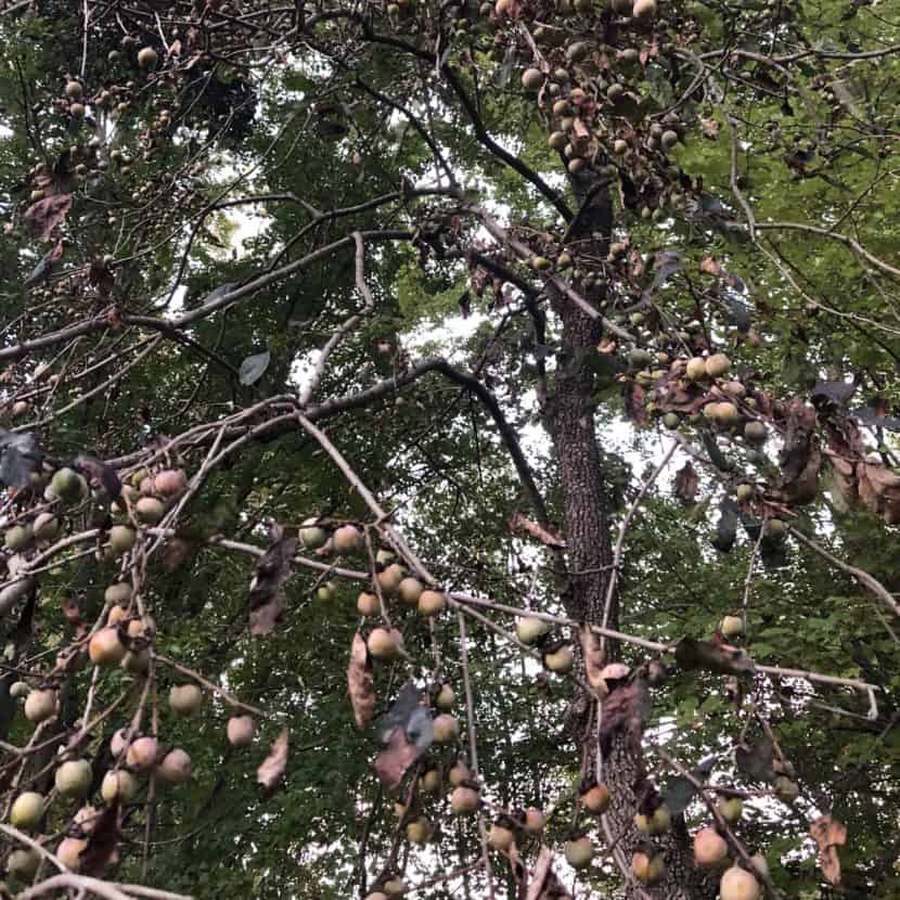 Fruit ripening on a persimmons tree