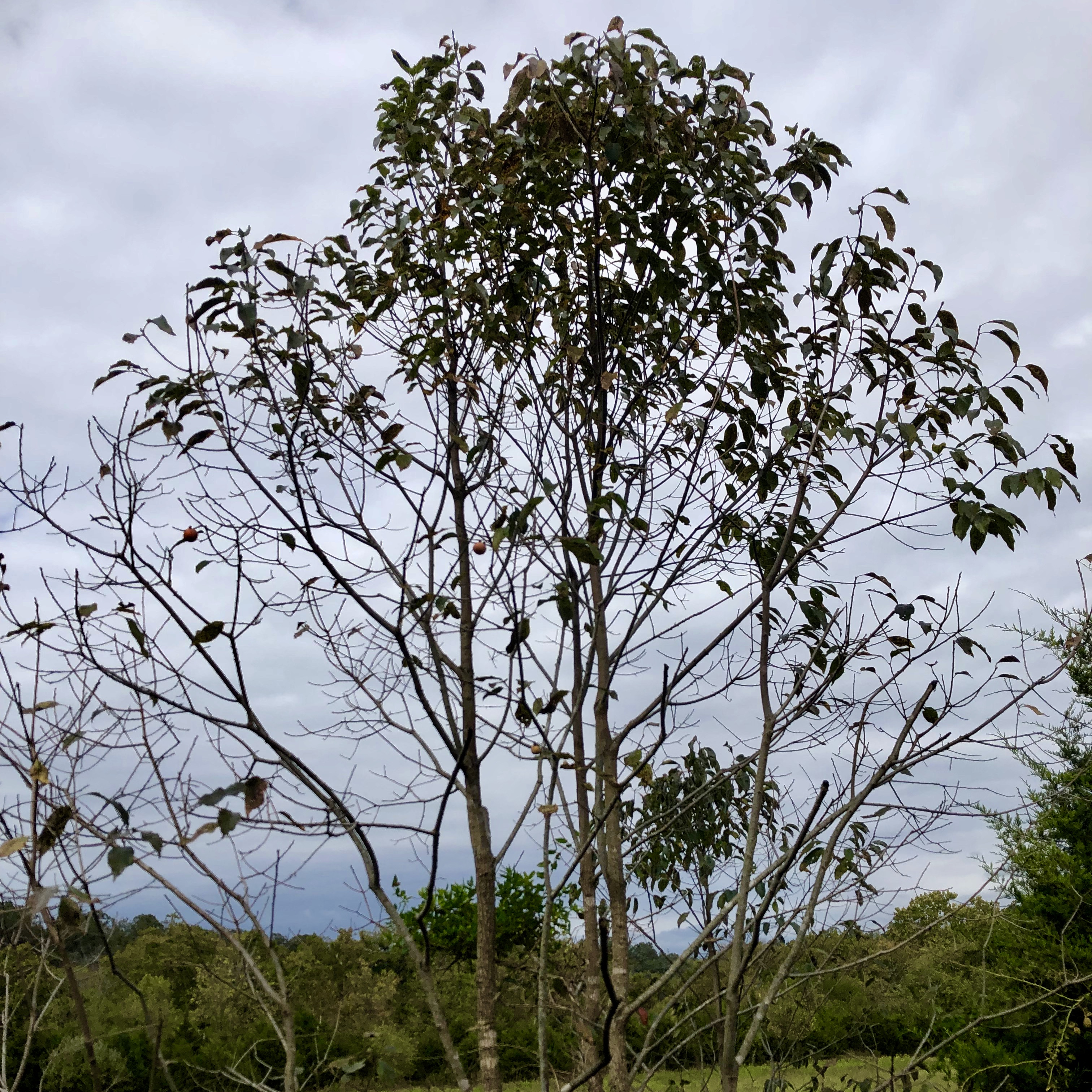 Diospyros virginiana L. along the Shenandoah River in Front Royal, VA