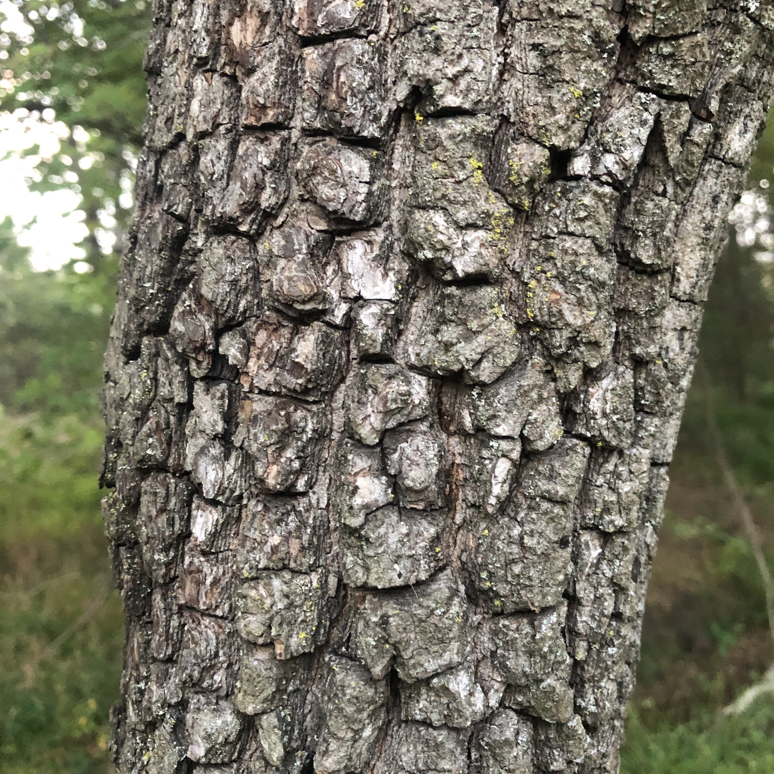 Geometric Bark Pattern, Great Falls, VA