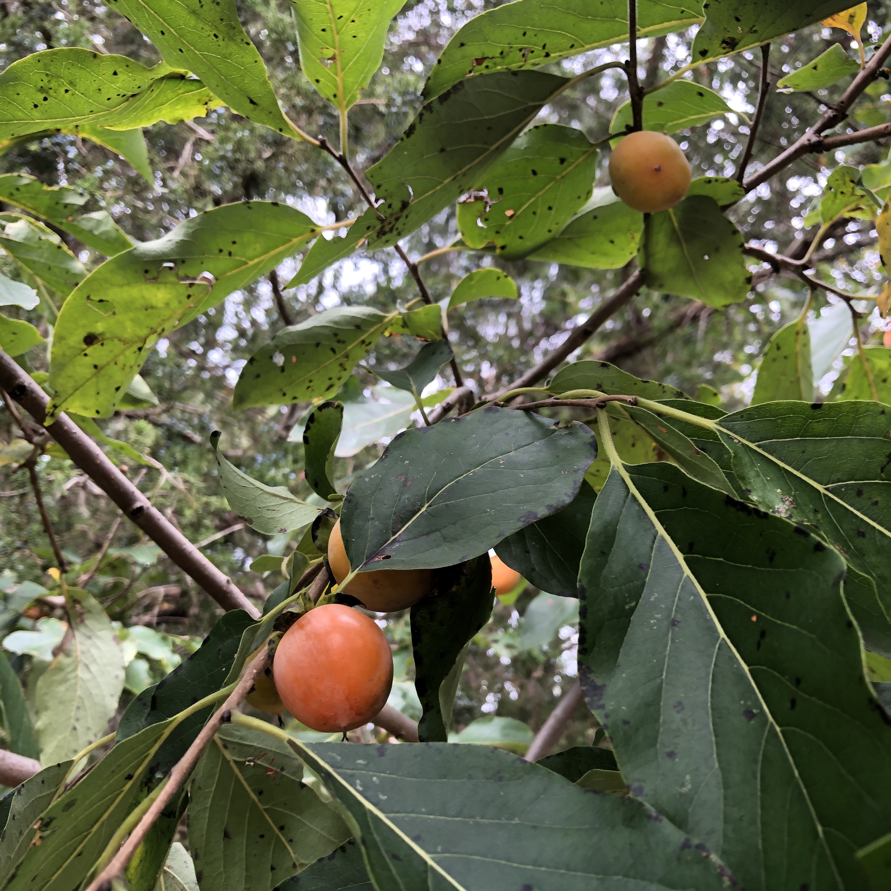 Diospyros virginiana L. Wild berries are small