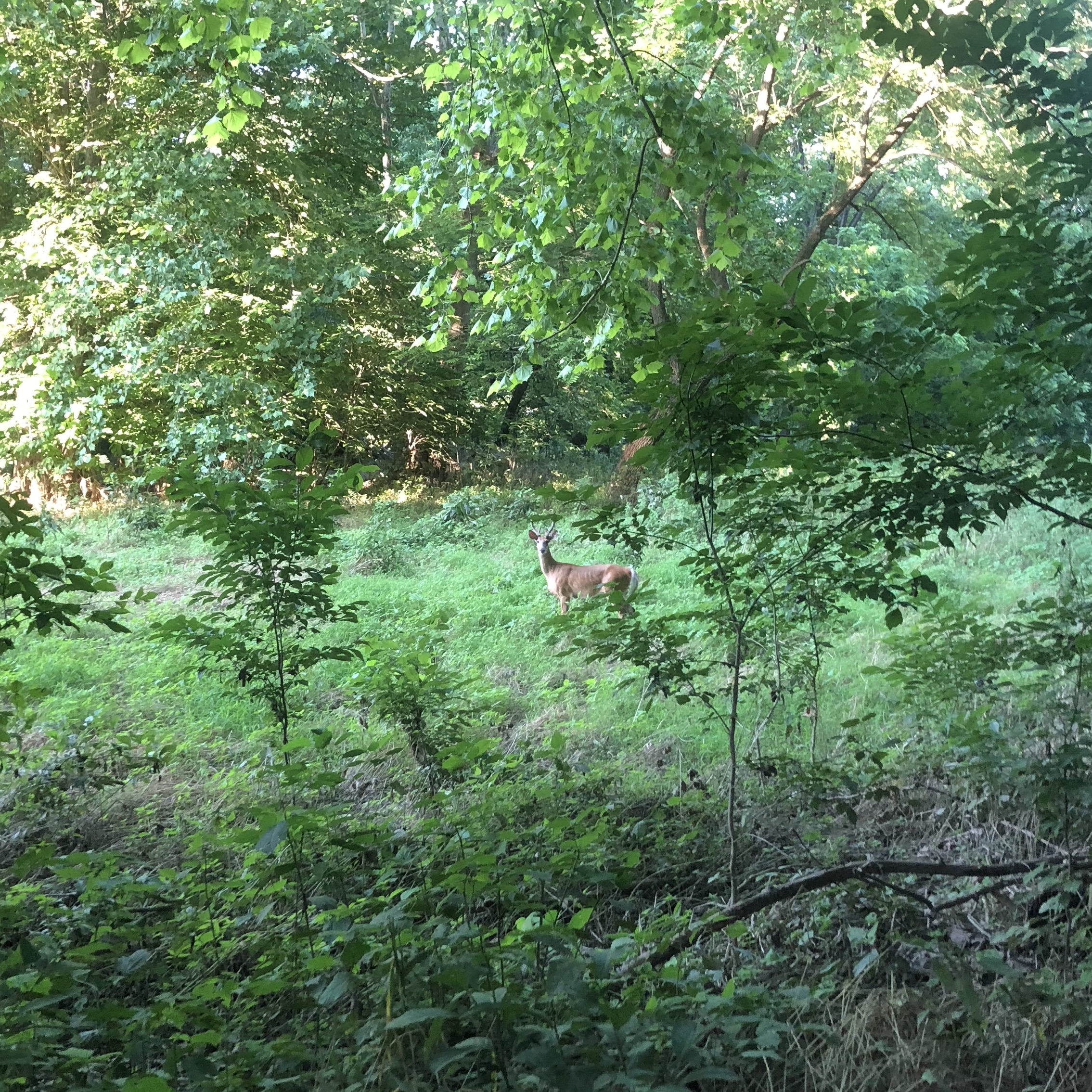 White-tailed deer in Seneca Regional Park