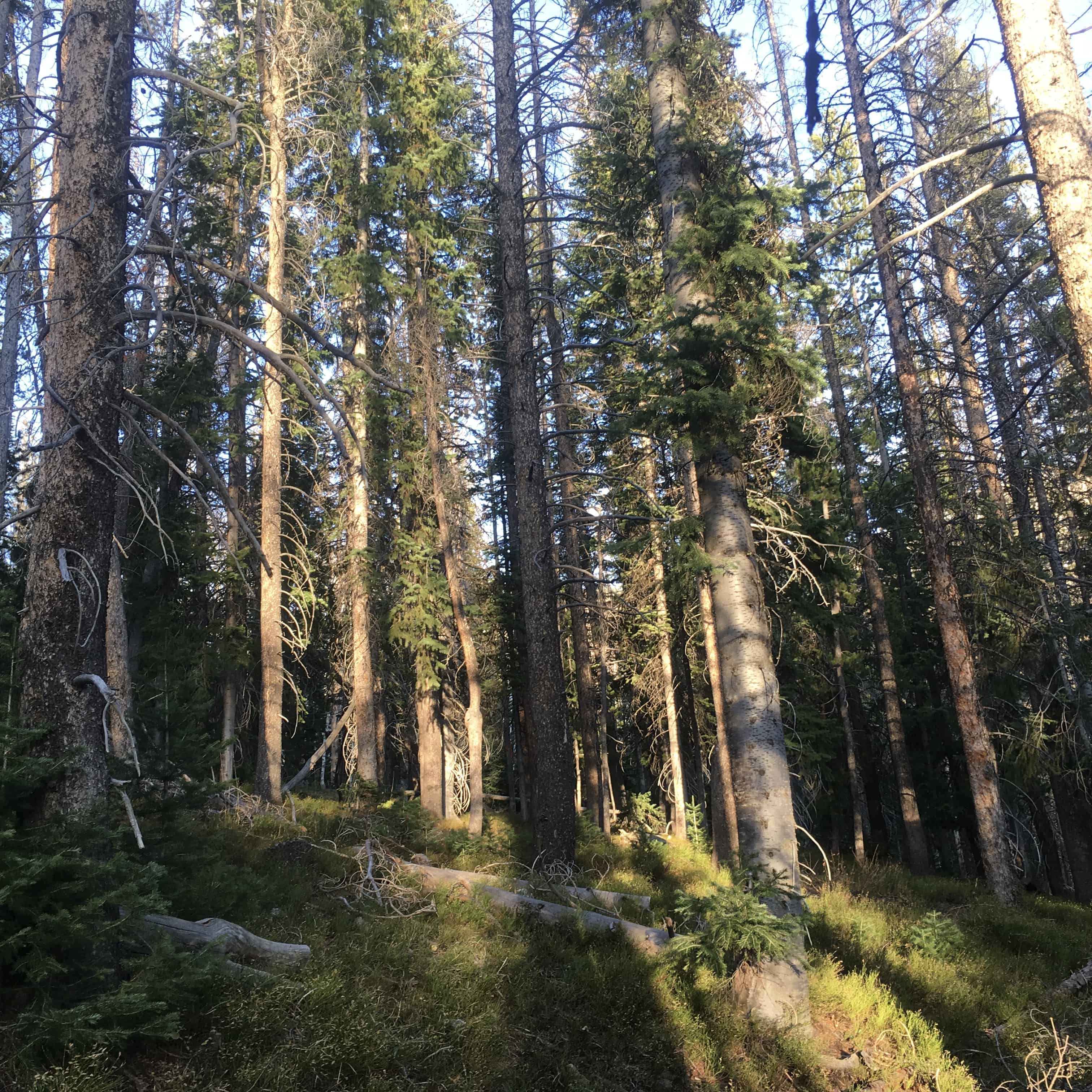 Forest Trail at Hahns Peak